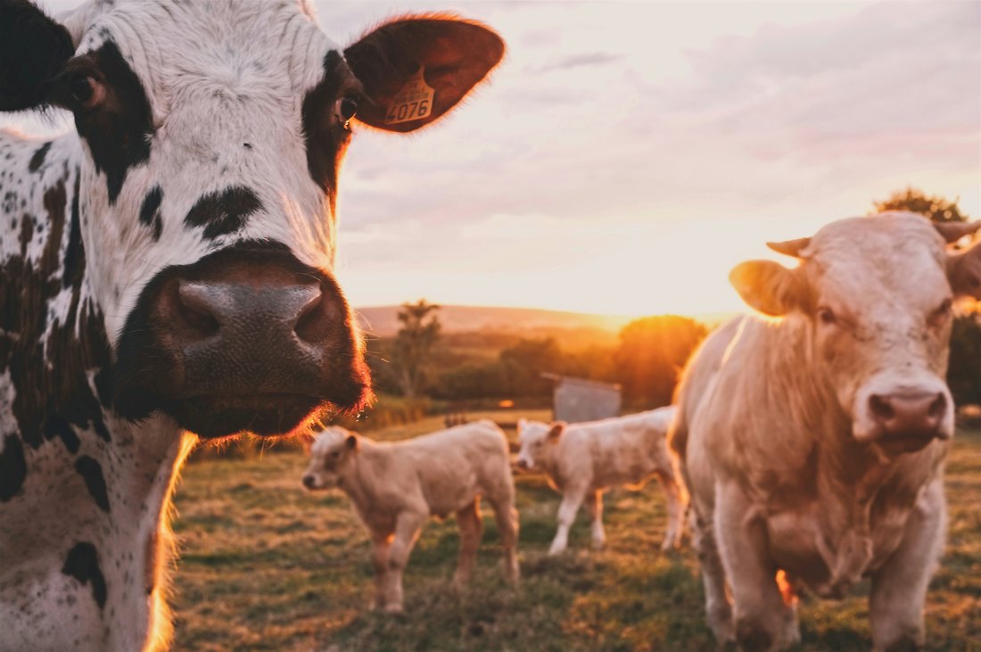 Gado no pasto ao pôr do sol